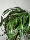 elefantenfuss1.webp