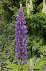 Lupinie_blau.webp
