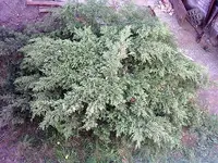 PIC_0001.webp
