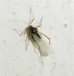 Wiederlich_1 (Medium).webp