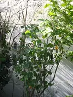 115_1595_b.webp