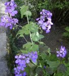 20070422-WelchePflanzeIstDas-2.JPG