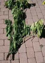 blatt2.webp