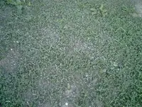 PIC00188.webp
