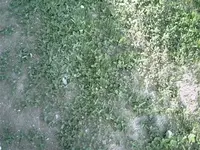 PIC00189.webp