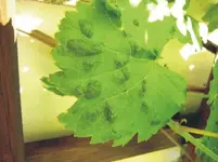 greeni's Weinflecken 02.05.07 001.webp