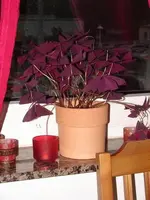 Bild_1.webp