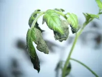 CIMG4231.webp