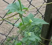 blume1.webp
