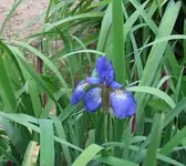 blume2.webp