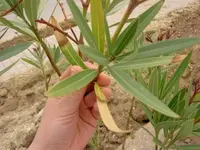 Oli4.webp