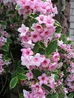 IMG_0228-kopie.webp