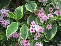 IMG_0229-kopie.webp