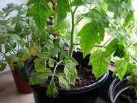 Tomaten A41.webp