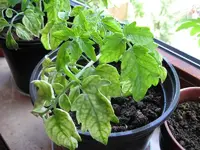 Tomaten A42.webp