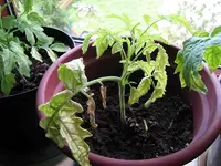 Tomaten A40.webp