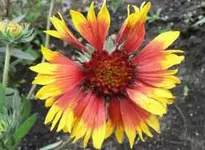 kokardenblume.webp