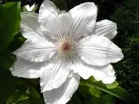 clematis.webp