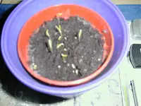 P02.webp
