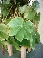 Blume 002.webp
