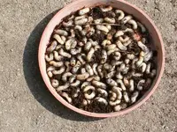 Garten 2007 029.webp