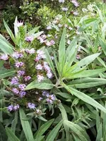 echium fastuosum.webp