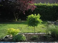 kugelakazie_klein.webp