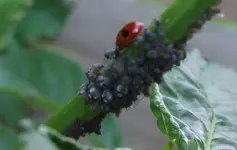 marienkäfer.webp