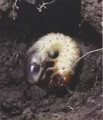 maikaeferlarve.webp