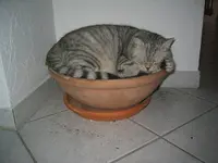 schalentier.webp