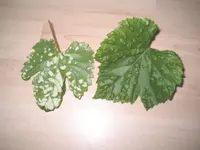 Weintraubenkrankheit 01.webp