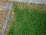 Resize of Resize of Resize of CIMG2568.gif