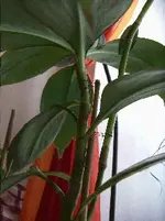 Pflanze4a.webp