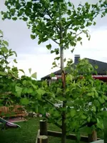 K1024_CIMG6962.webp