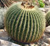 280px-Echinocactus_grusonii_%28aka%29.webp