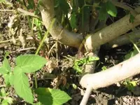 141_4133.webp