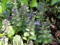 Blume_1.webp