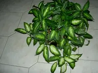 PICT1111.webp