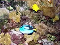 Aquarium_bearb.webp