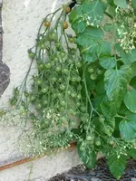 tomaten 005.1.webp