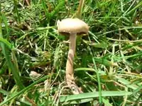 schwammerl.webp