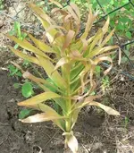 kaiserkrone.webp