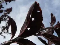 blutpflaume.webp