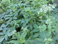 Bild000.webp