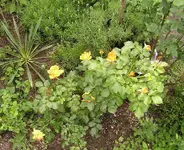 rose.webp