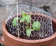 Garten 2007.1 075.1.webp