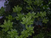 RhodoKleiner.webp