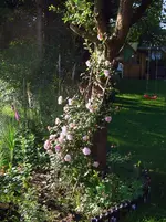 DSCN5140.webp