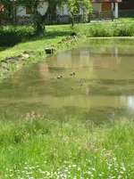 Entenfamilie_b.webp