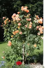 Strauchrose_b.webp